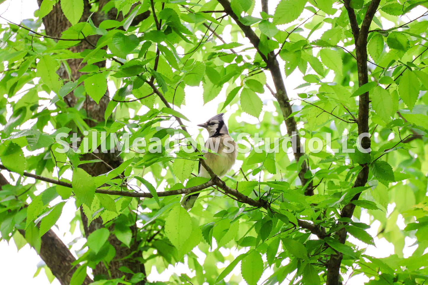 Blue Jay