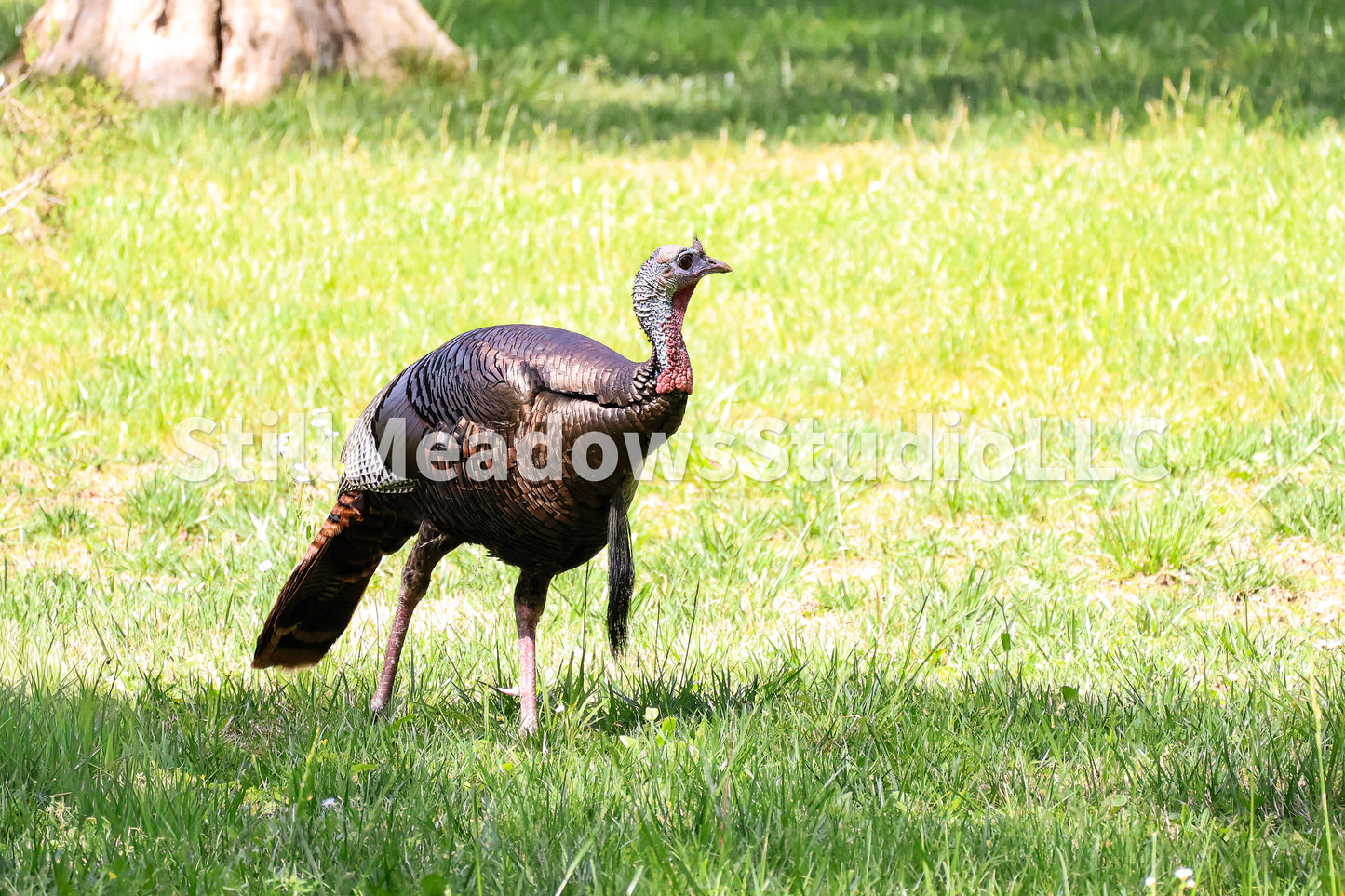Turkey