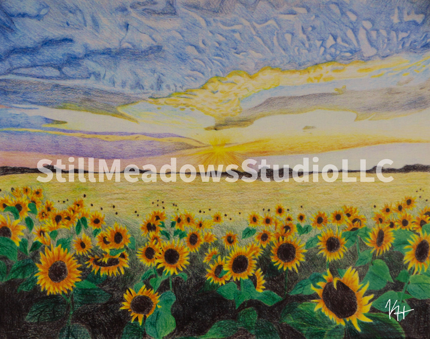 Field of Sunflowers