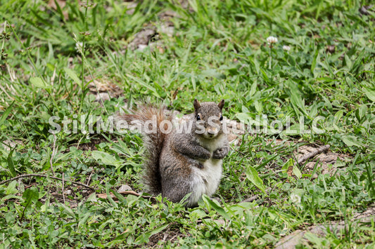 Squirrel