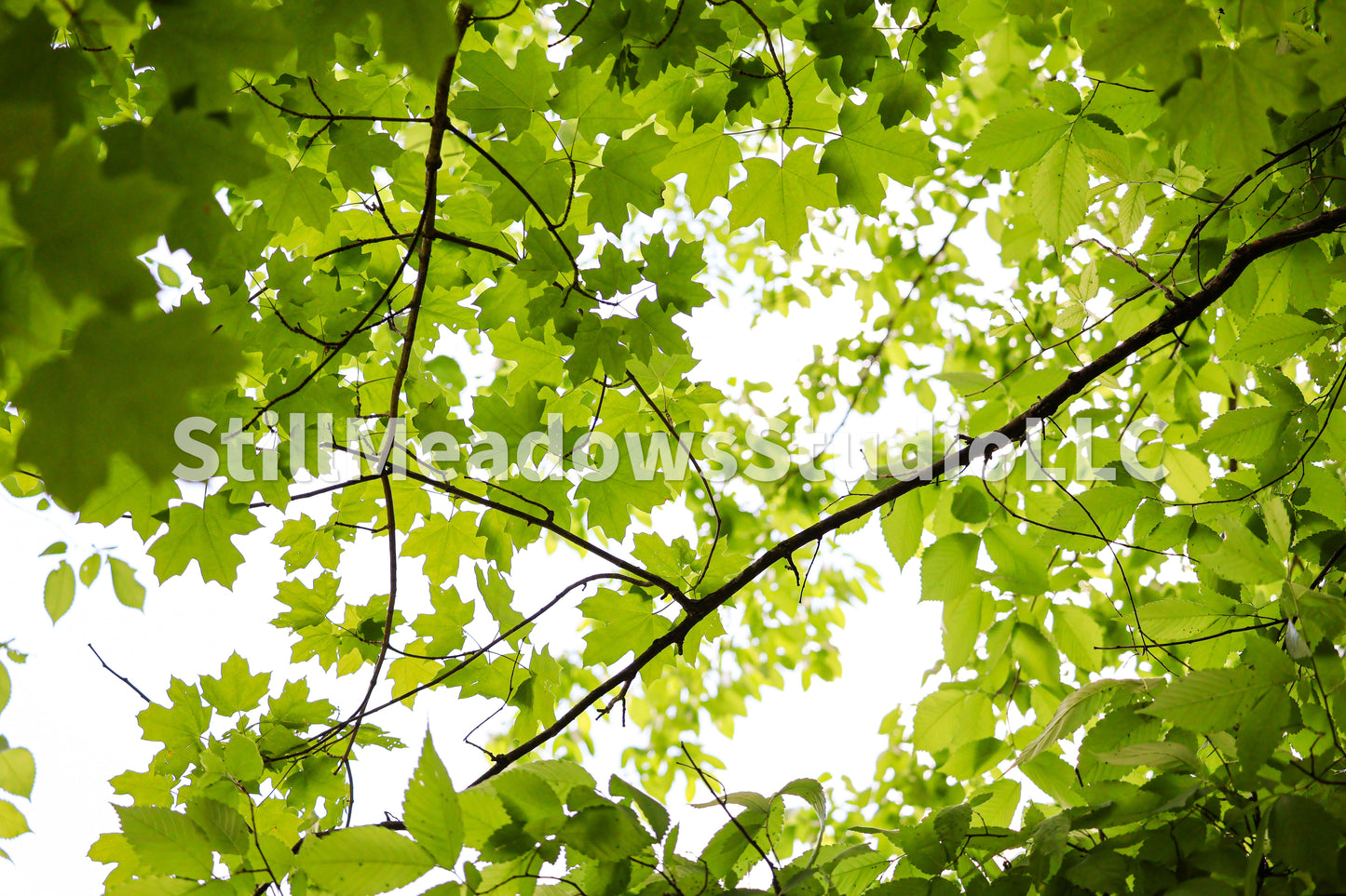 Canopy