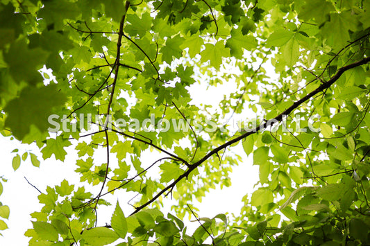Canopy