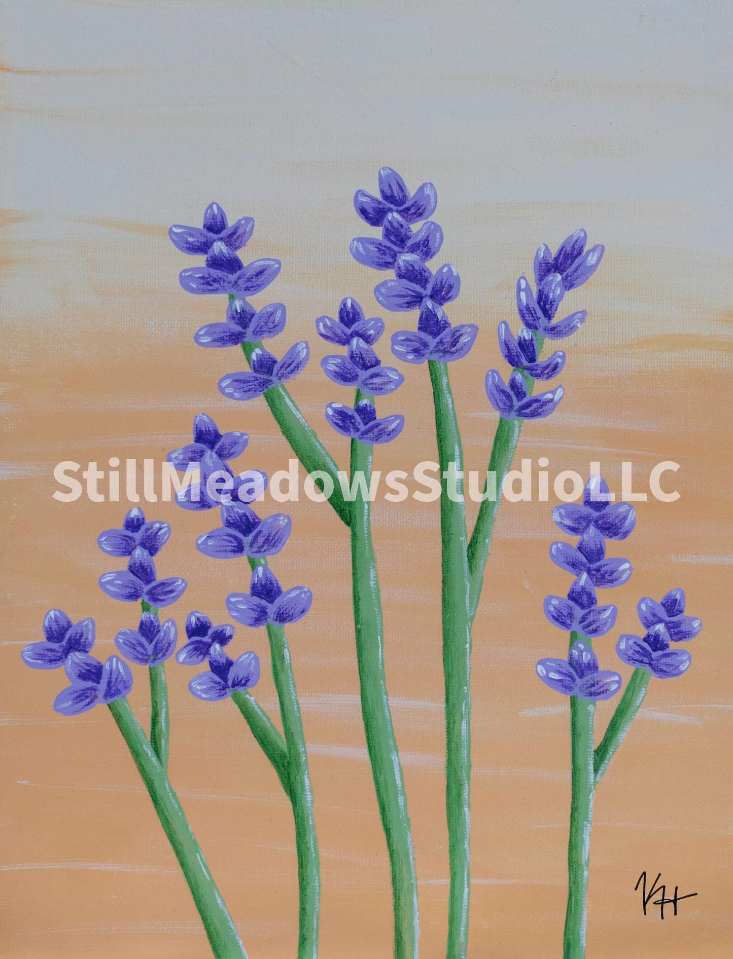 Lavender